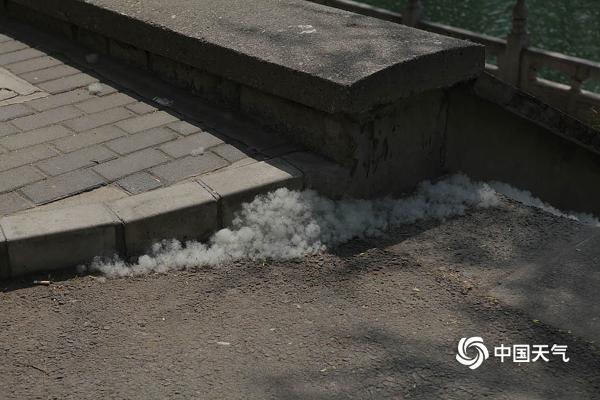 北京天暖柳絮横飘 昆玉河被“白毛”糊住