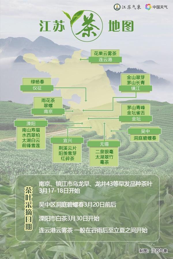 春茶萌发 江苏茶叶开采地图出炉