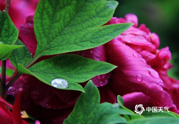 雨润西安 花朵娇艳欲滴