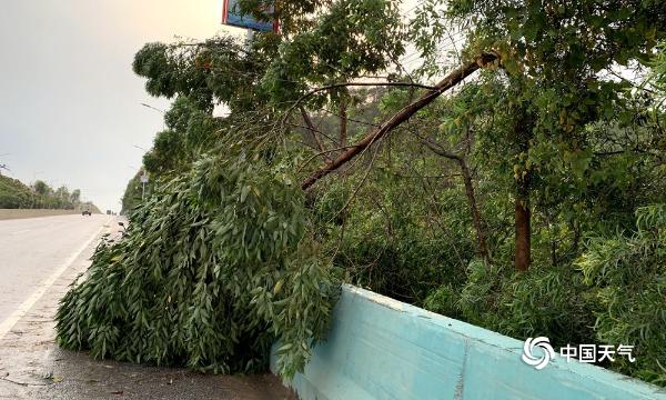 强对流突袭广西玉林 12级大风刮倒大树路面积水严重