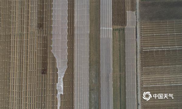 未雨绸缪 河北葡萄园提早架设防雹网