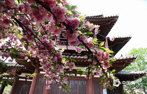 西安：青龙寺樱花盛开 游人如织