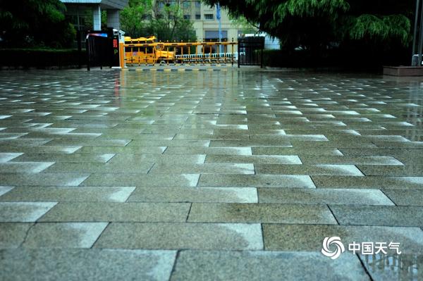 山东日照喜迎春雨 花雨交织一路风景
