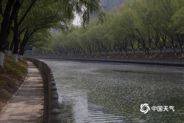 北京天暖柳絮横飘 昆玉河被“白毛”糊住