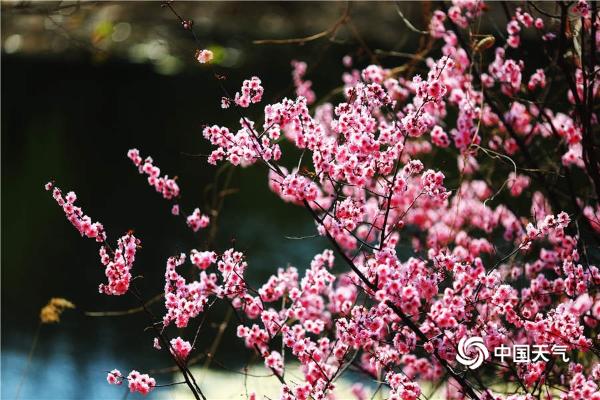 阳光和煦 北京植物园万花争春