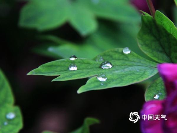 雨润西安 花朵娇艳欲滴