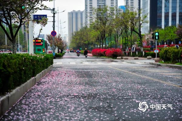 山东日照喜迎春雨 花雨交织一路风景