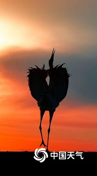 扎龙自然保护区 丹顶鹤在晚霞下翩翩起舞