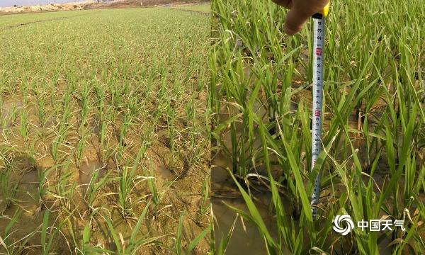 干枯死亡！生长迟缓！镜头记录云南干旱下的农作物