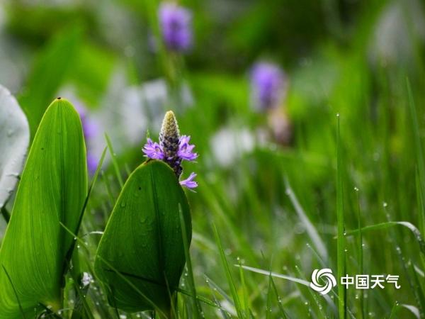 湖南衡阳南湖公园梭鱼草雨中浪漫绽放