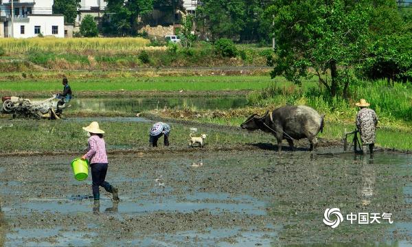春种一粒粟秋收万颗子 安徽黟县农耕正忙