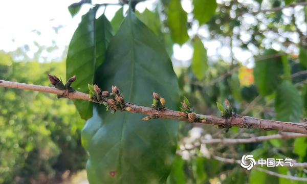 干枯死亡！生长迟缓！镜头记录云南干旱下的农作物
