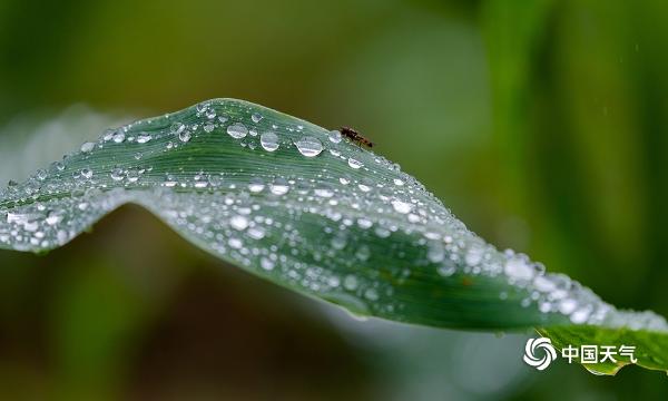 微距摄影看雨后 疑似“珍珠”落人间