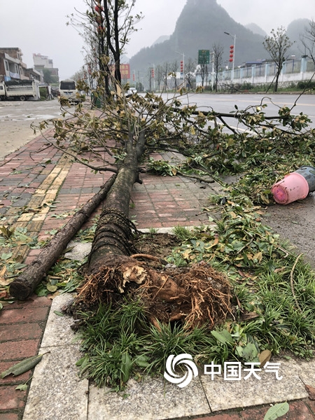 暴雨大风来袭 贵州长顺树木折倒全城停电