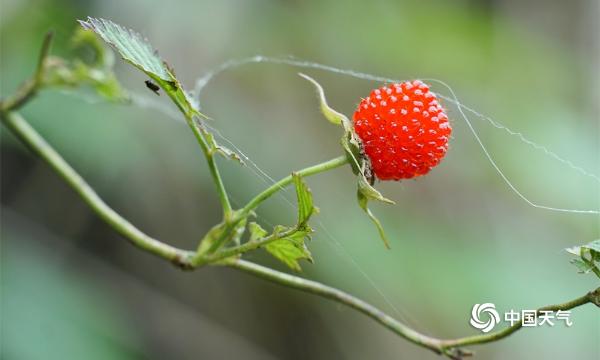 探寻贵州黎平那一抹难忘的童年野味