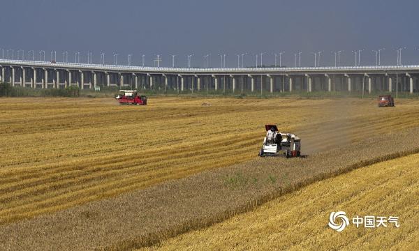天暖麦黄阵阵飘香 湖北黄冈开启夏粮收割大幕