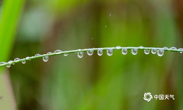 微距摄影看雨后 疑似“珍珠”落人间