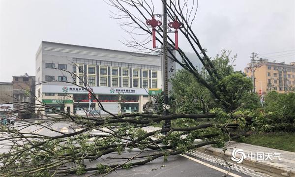 暴雨大风来袭 贵州长顺树木折倒全城停电