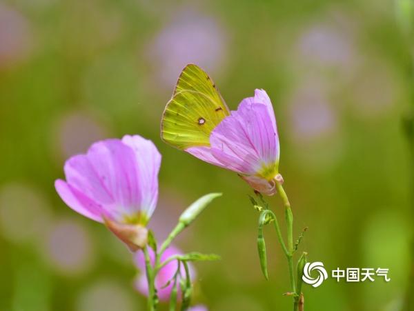 湖南衡阳：蒸水河畔蜂飞蝶舞