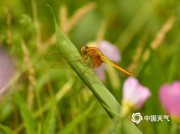 湖南衡阳：蒸水河畔蜂飞蝶舞