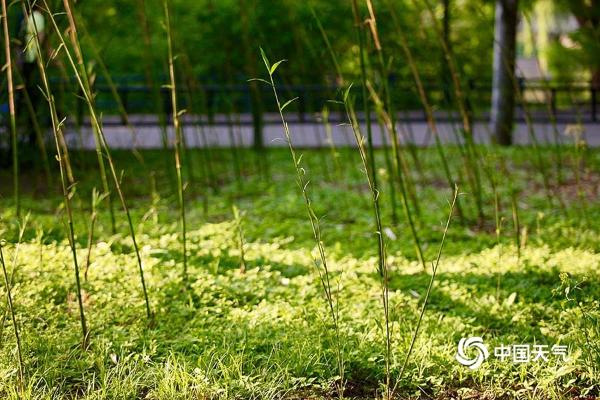 北京气温节节高 紫竹院公园竹笋拱土而出