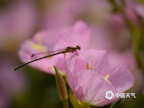 湖南衡阳：蒸水河畔蜂飞蝶舞