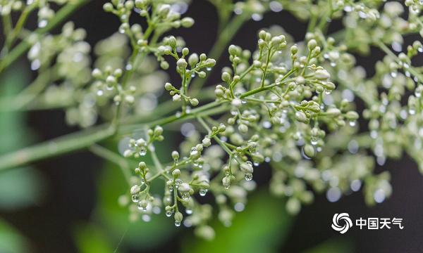 微距摄影看雨后 疑似“珍珠”落人间