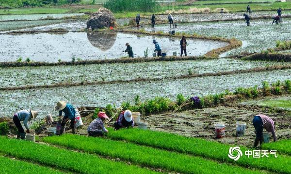 春种一粒粟秋收万颗子 安徽黟县农耕正忙