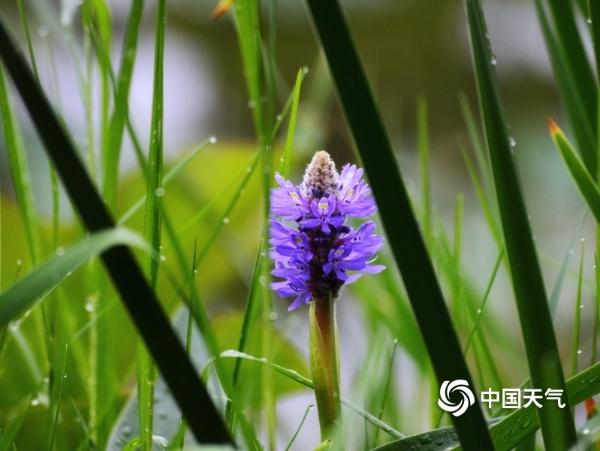 湖南衡阳南湖公园梭鱼草雨中浪漫绽放