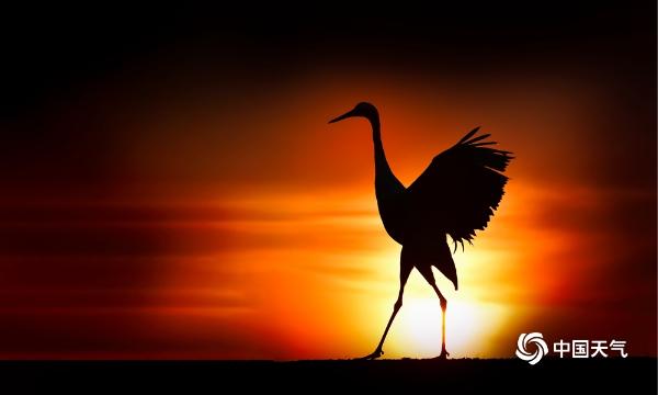 扎龙自然保护区 丹顶鹤在晚霞下翩翩起舞