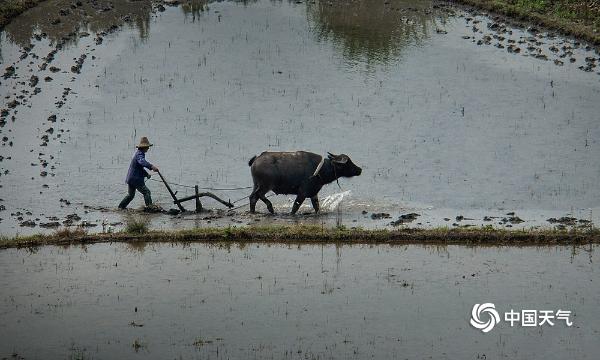 春种一粒粟秋收万颗子 安徽黟县农耕正忙