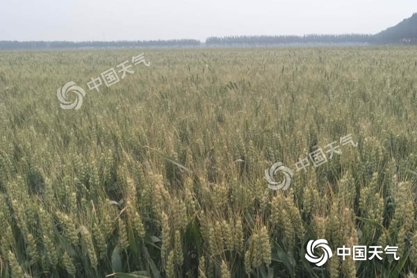 河北晴热天气利于小麦生长 周末石家庄冲击40℃
