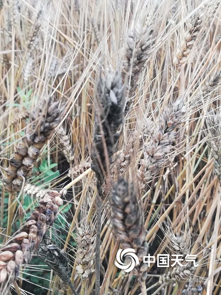 甘肃庆阳风雨交加  农作物倒伏损失惨重