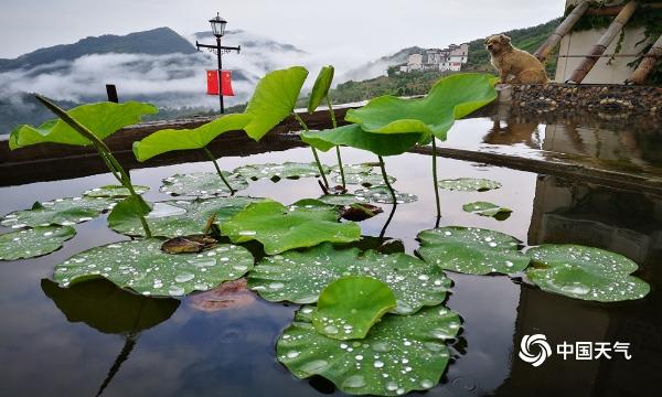 仙境！安徽歙县坡山村雨后美景如诗如画-图片频道-中国天气网