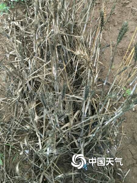 甘肃庆阳风雨交加  农作物倒伏损失惨重