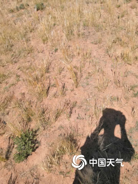 降水稀少 内蒙古乌拉特中旗草原青绿转枯黄