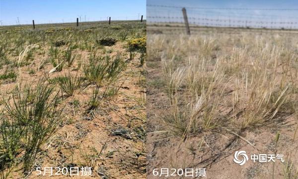 降水稀少 内蒙古乌拉特中旗草原青绿转枯黄