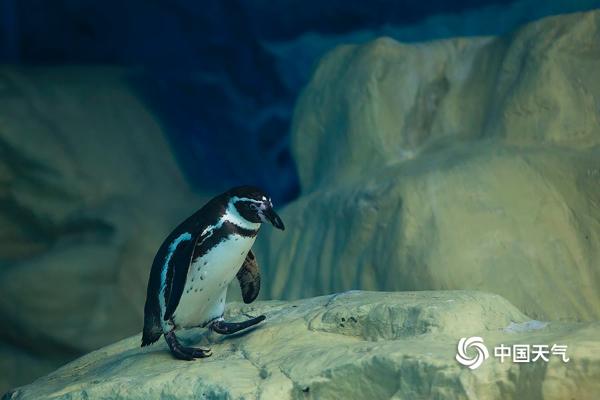 北京动物园：呆萌企鹅水中畅游憨态可掬