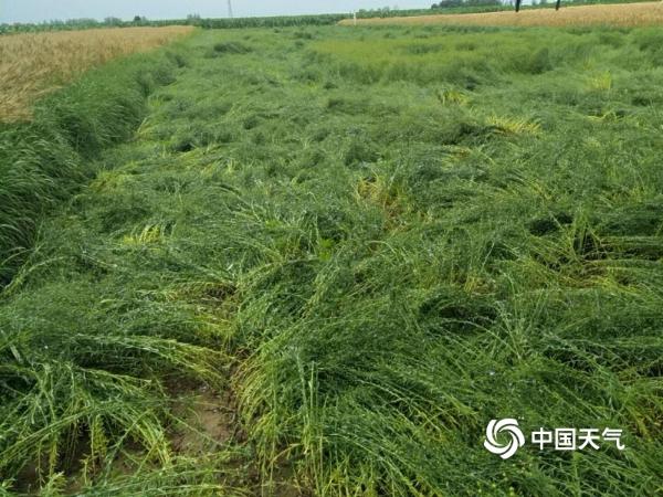 甘肃庆阳风雨交加  农作物倒伏损失惨重