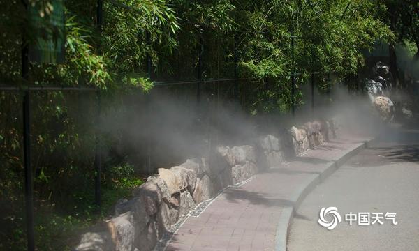 凉爽！ 探访高温下的北京动物园“竹林雾境”景观