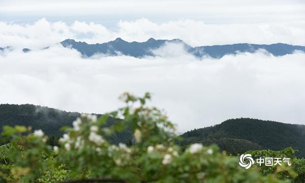 云霞雾霭遮山林 重庆丰都雨后现奇观