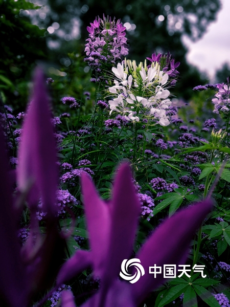 云南昆明黑龙潭鲜花迎夏开 花团锦簇美如画