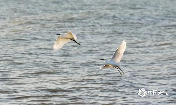 广东汕头水鸟上演“水上漂”  好一幅和谐生态画卷