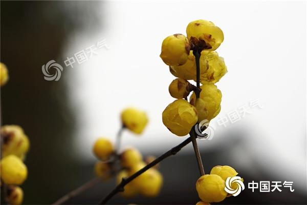 今年以来湖北持续阴雨寡照 梅花盛花期推迟至元宵节