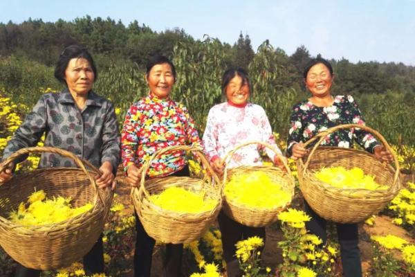 陶渊明和菊花茶：为啥田园生活离不开菊花茶？