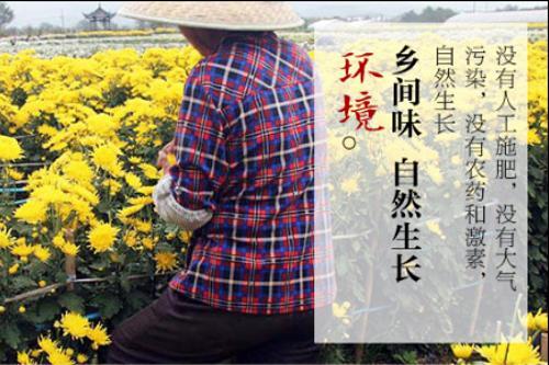 陶渊明和菊花茶：为啥田园生活离不开菊花茶？
