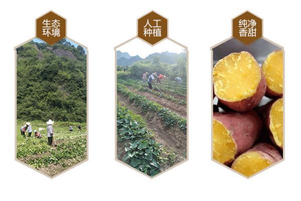 冰激凌紫薯你吃过吗？邮政919返场活动依旧火爆！亿元红包继续抢！