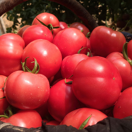 普罗旺斯水果番茄      美味沙瓤好蔬果