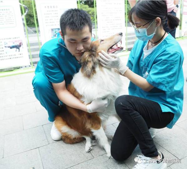 安安宠医宁安宠物诊所参与区“文明养犬”活动完美落幕