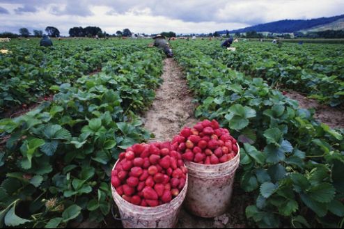 草莓控的夏季福利：良品铺子为新鲜草莓“冻龄”